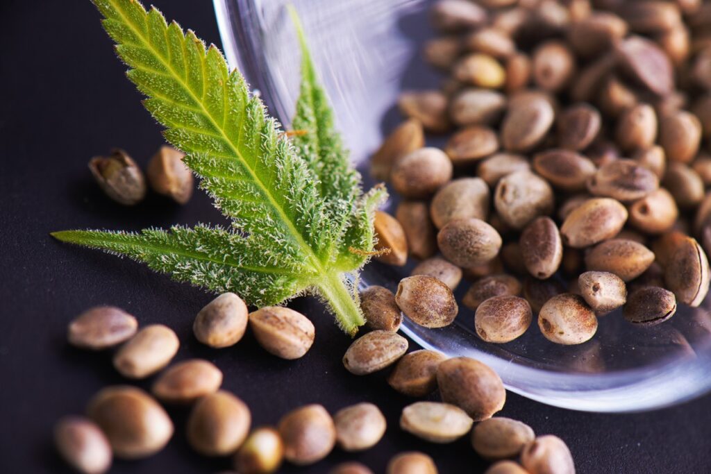 High CBD Seeds